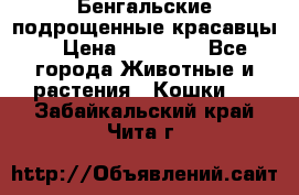 Бенгальские подрощенные красавцы. › Цена ­ 20 000 - Все города Животные и растения » Кошки   . Забайкальский край,Чита г.